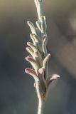 Malcolmia littorea