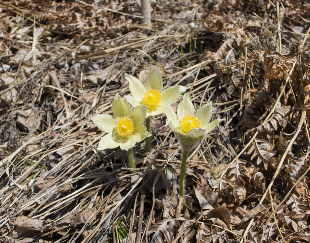 Image of Pulsatilla patens specimen.