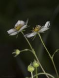 Fragaria viridis. Верхушки побегов с цветками и бутонами. Саратов, Кумысная поляна, широколиственный лес (дуб, клён), небольшая поляна. 22.05.2019.