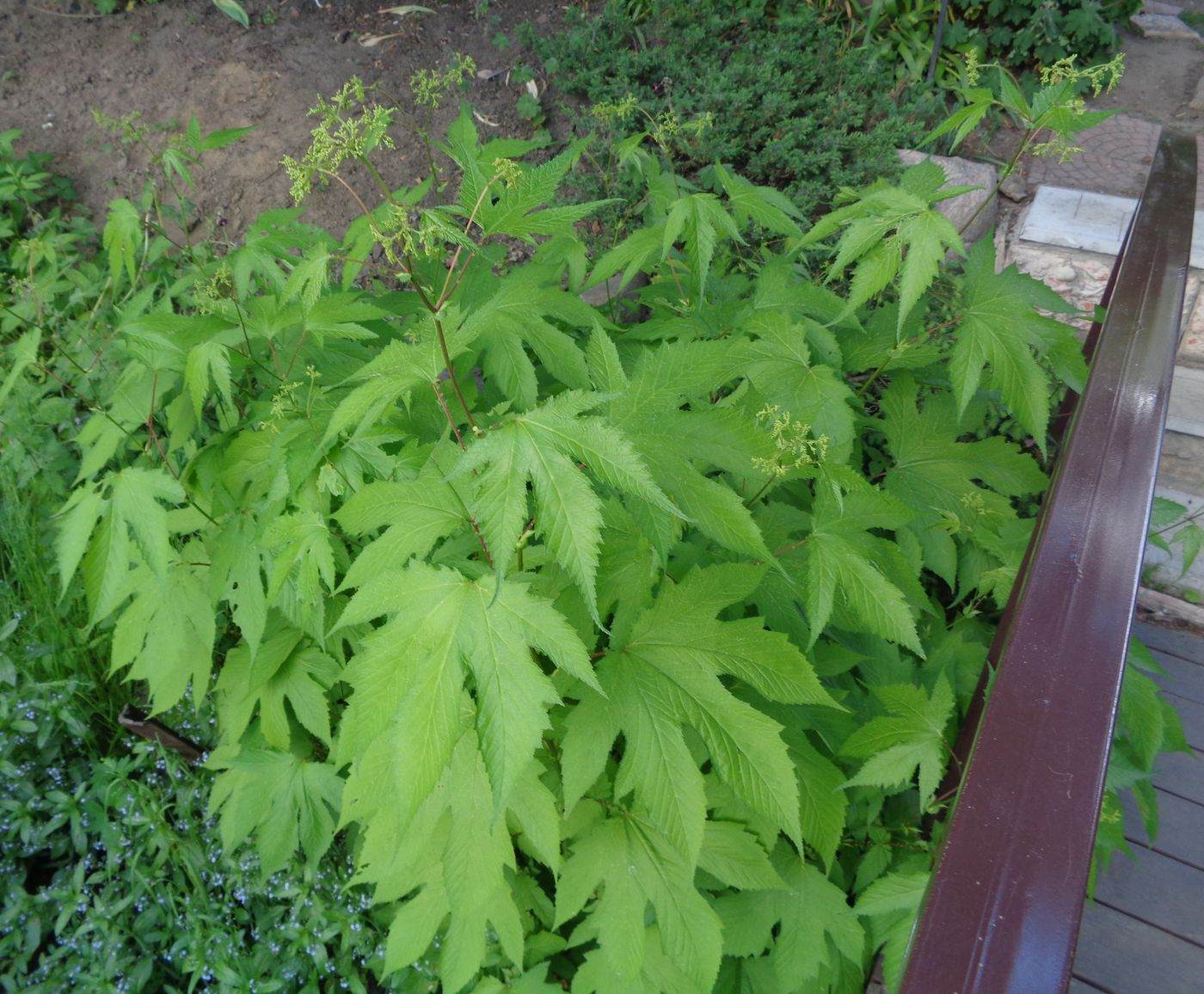 Изображение особи Filipendula camtschatica.