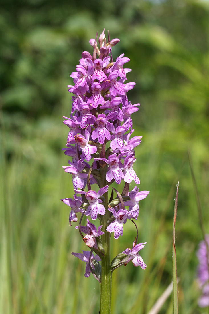 Изображение особи Dactylorhiza baltica.