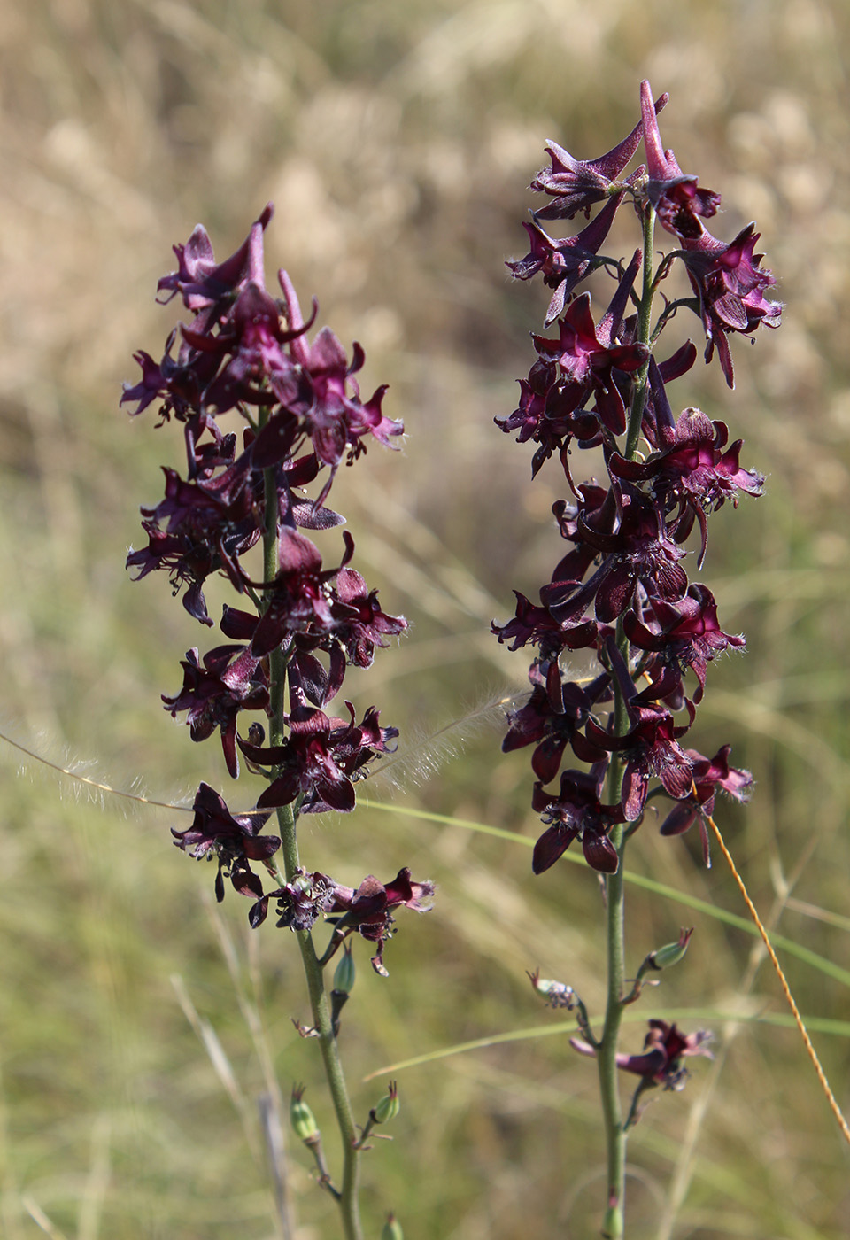 Изображение особи Delphinium puniceum.