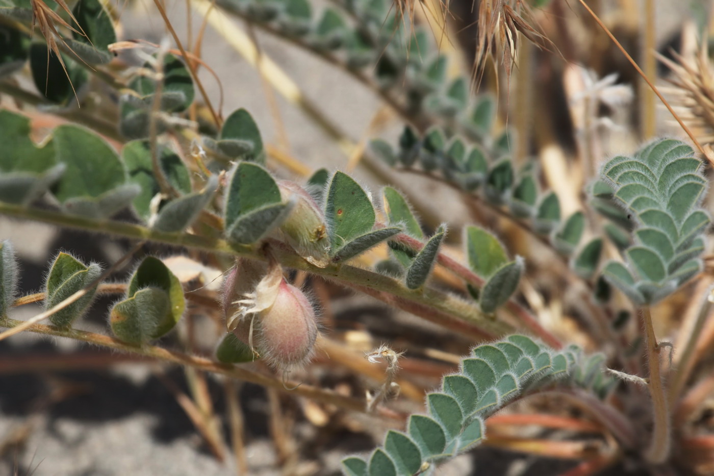 Image of Astragalus rubellus specimen.