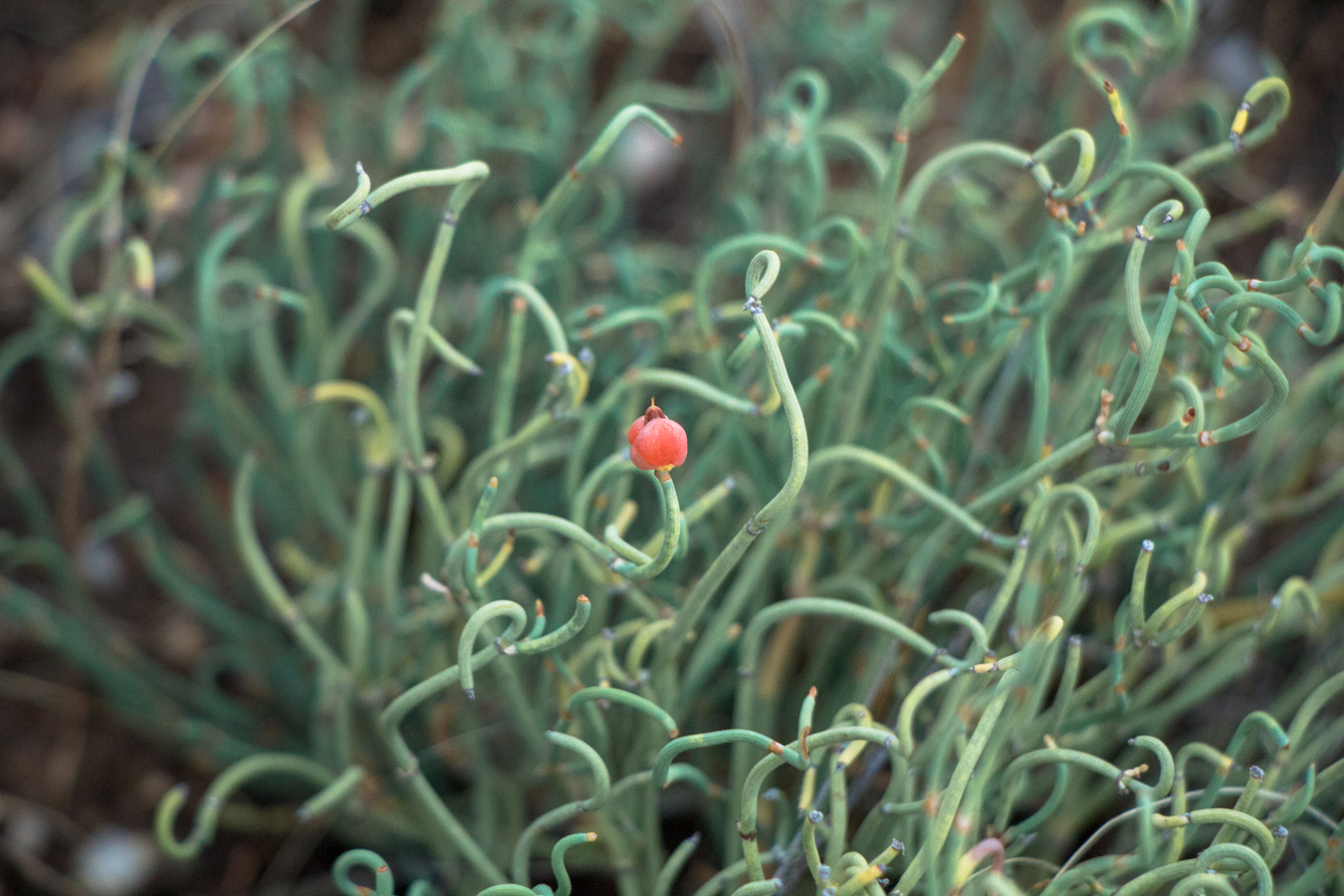 Image of Ephedra distachya specimen.