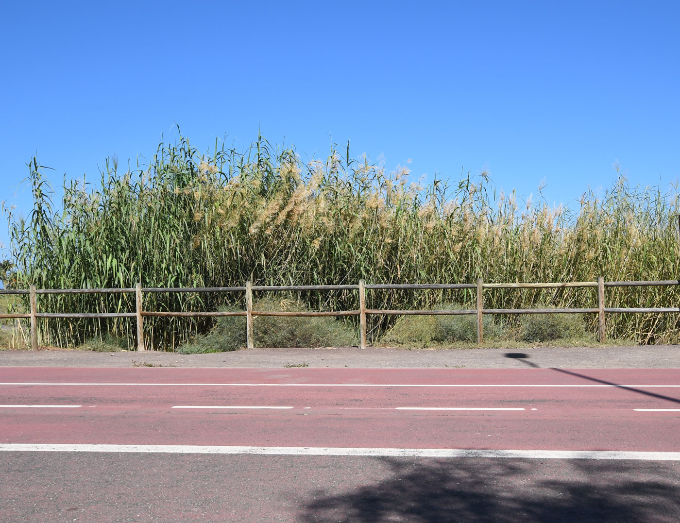 Image of Arundo donax specimen.