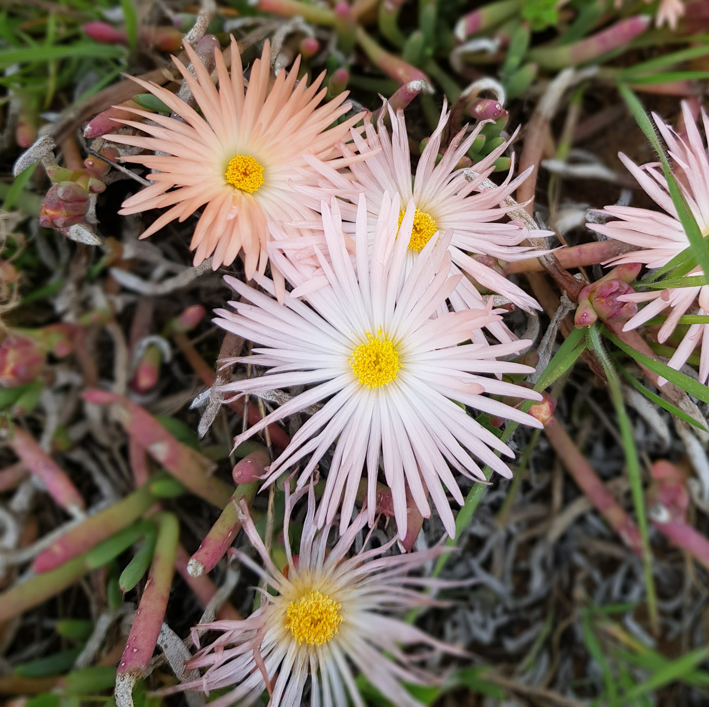 Image of Jordaaniella anemoniflora specimen.