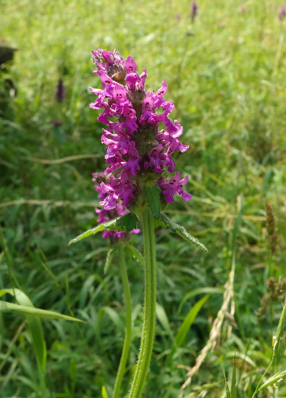 Изображение особи Betonica officinalis.