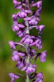 Gymnadenia conopsea. Часть соцветия. Тверская обл., Вышневолоцкий р-н, окр. дер. Ильинское, сосняк с можжевельником. 25 июня 2018 г.