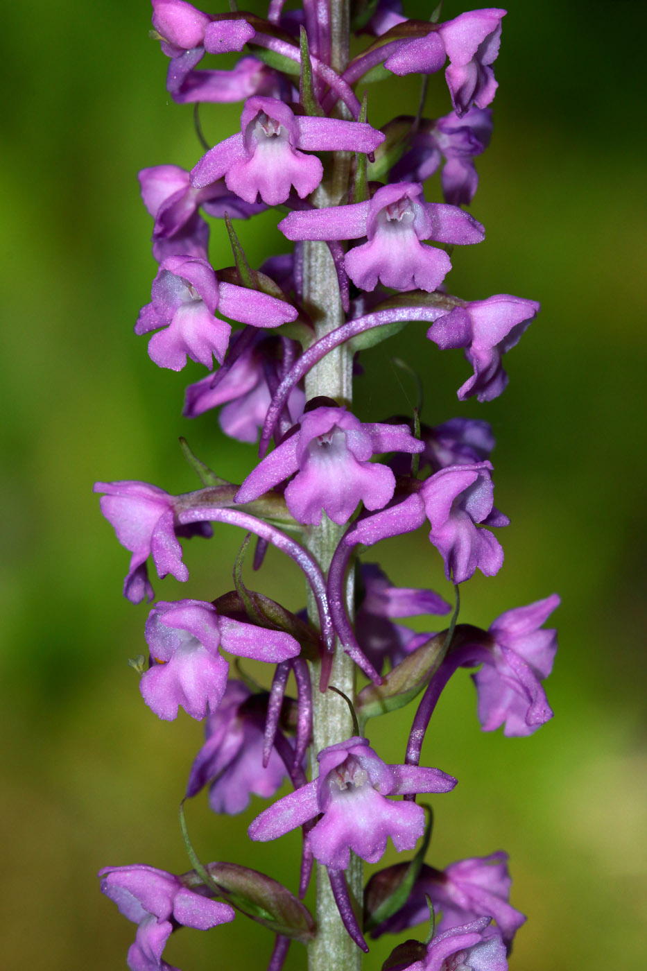 Изображение особи Gymnadenia conopsea.