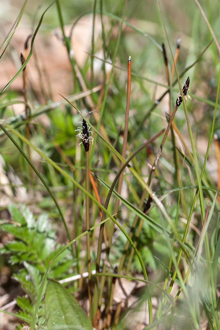 Изображение особи Eleocharis fennica.