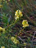 Linaria vulgaris. Верхушки побегов с соцветиями и формирующимися соплодиями. Челябинская обл., Сосновский р-н, долина р. Миасс, окр. с. Кайгородово, луг. 08.08.2019.