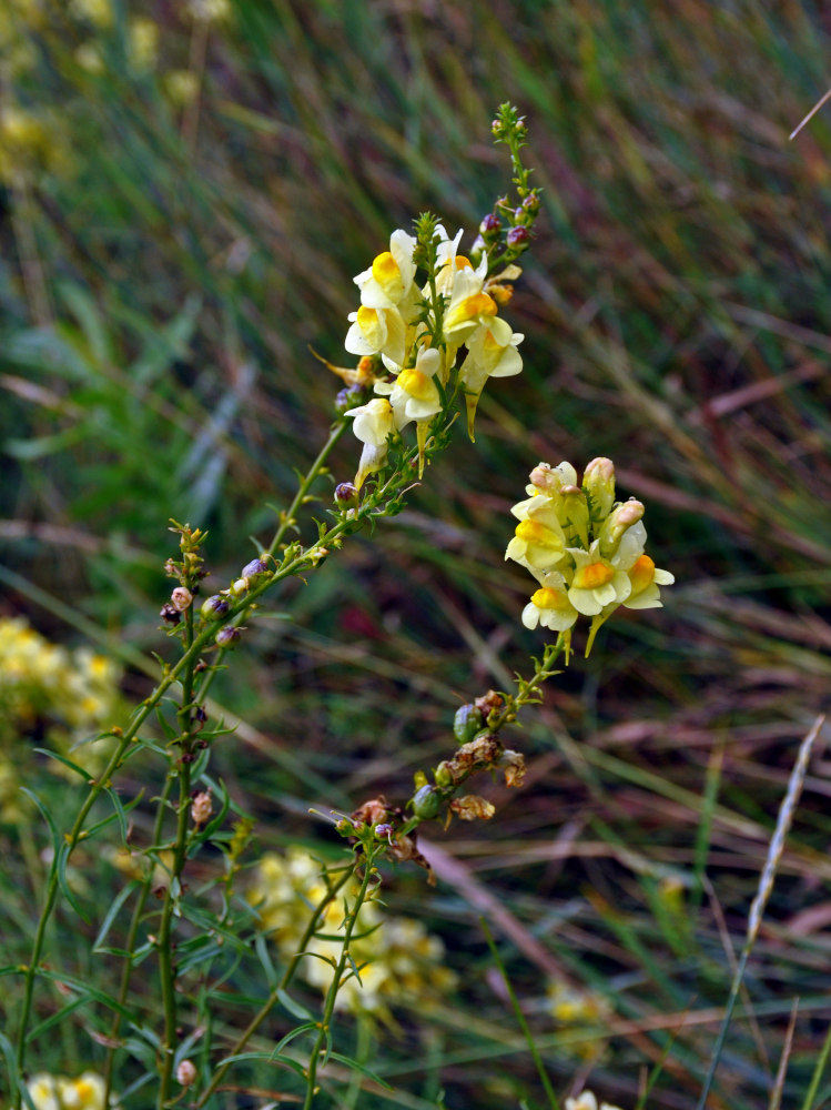 Изображение особи Linaria vulgaris.