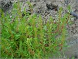 Rumex ucranicus. Цветущее растение. Чувашия, г. Шумерля, берег р. Сура выше Наватских песков. 24 июля 2010 г.