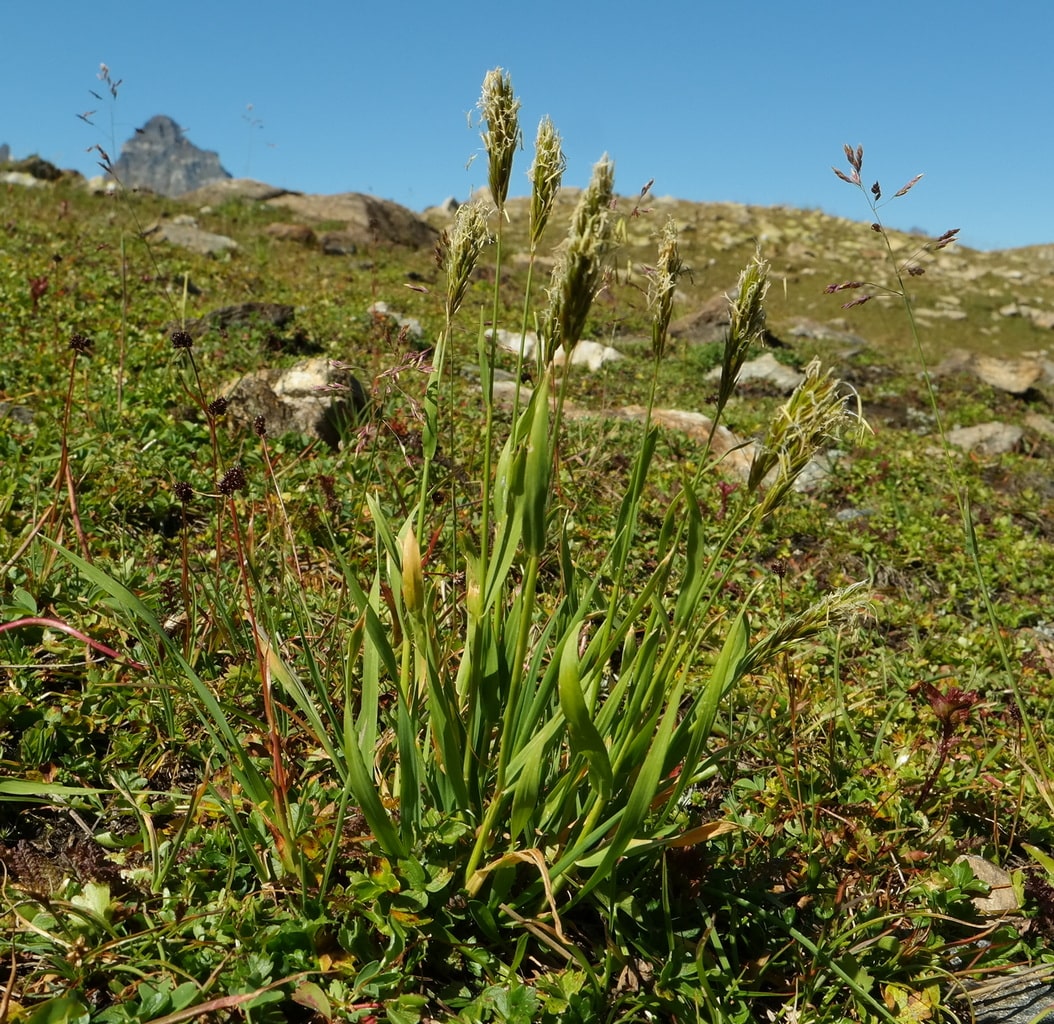 Изображение особи Anthoxanthum alpinum.