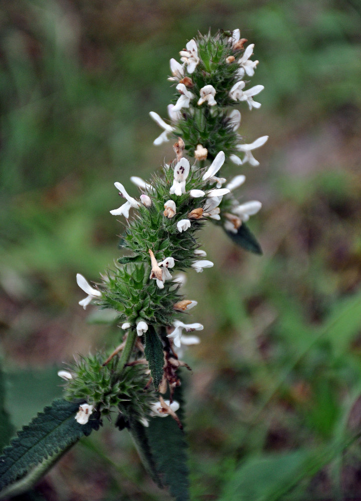 Image of Betonica scardica specimen.