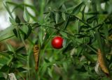 Ruscus aculeatus. Плодоносящая ветвь. Краснодарский край, МО город-курорт Сочи, Хостинский р-н, долина р. Агура, ООПТ Агурские водопады, лес. 8 октября 2019 г.