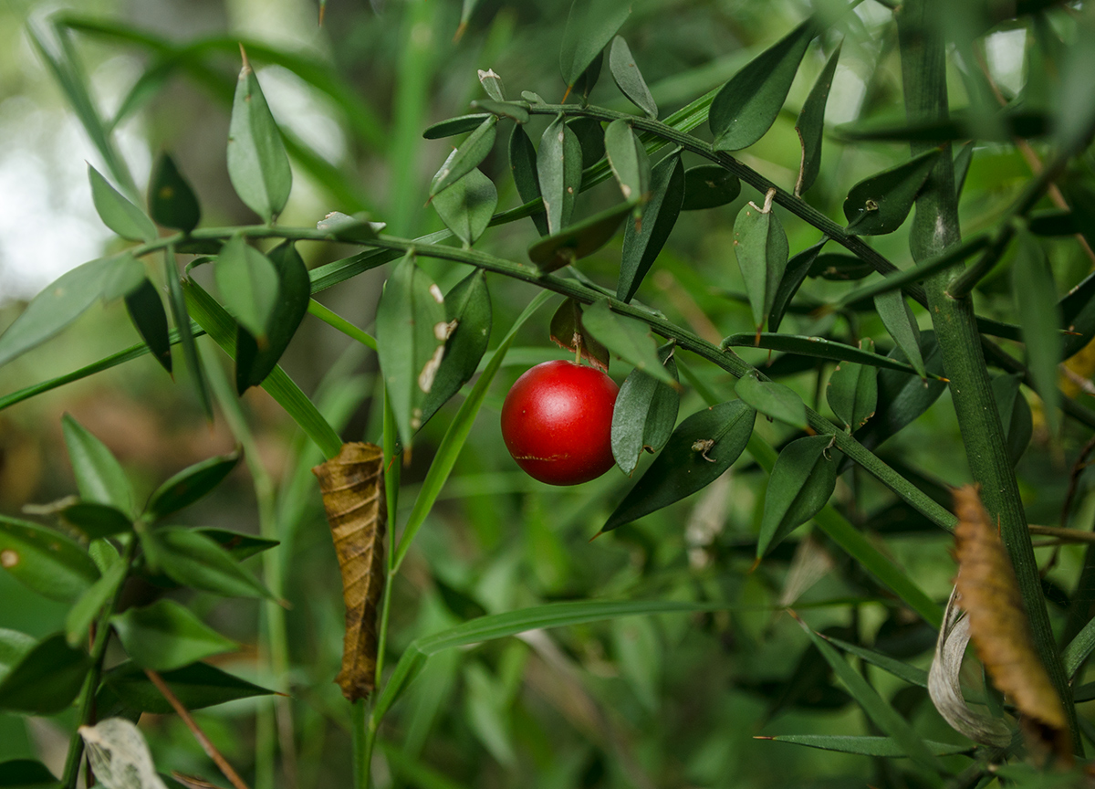 Изображение особи Ruscus aculeatus.