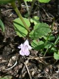 Glechoma longituba