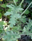 Senecio viscosus