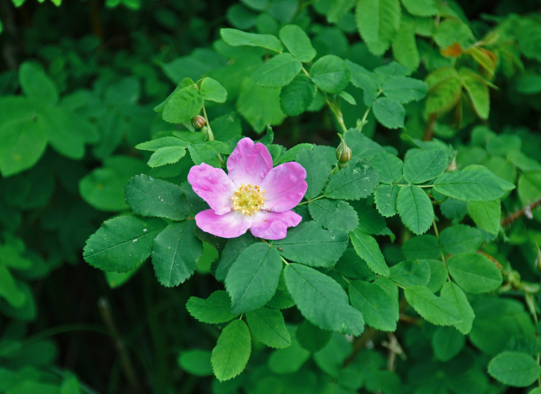 Image of Rosa acicularis specimen.