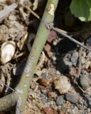 Herissantia crispa