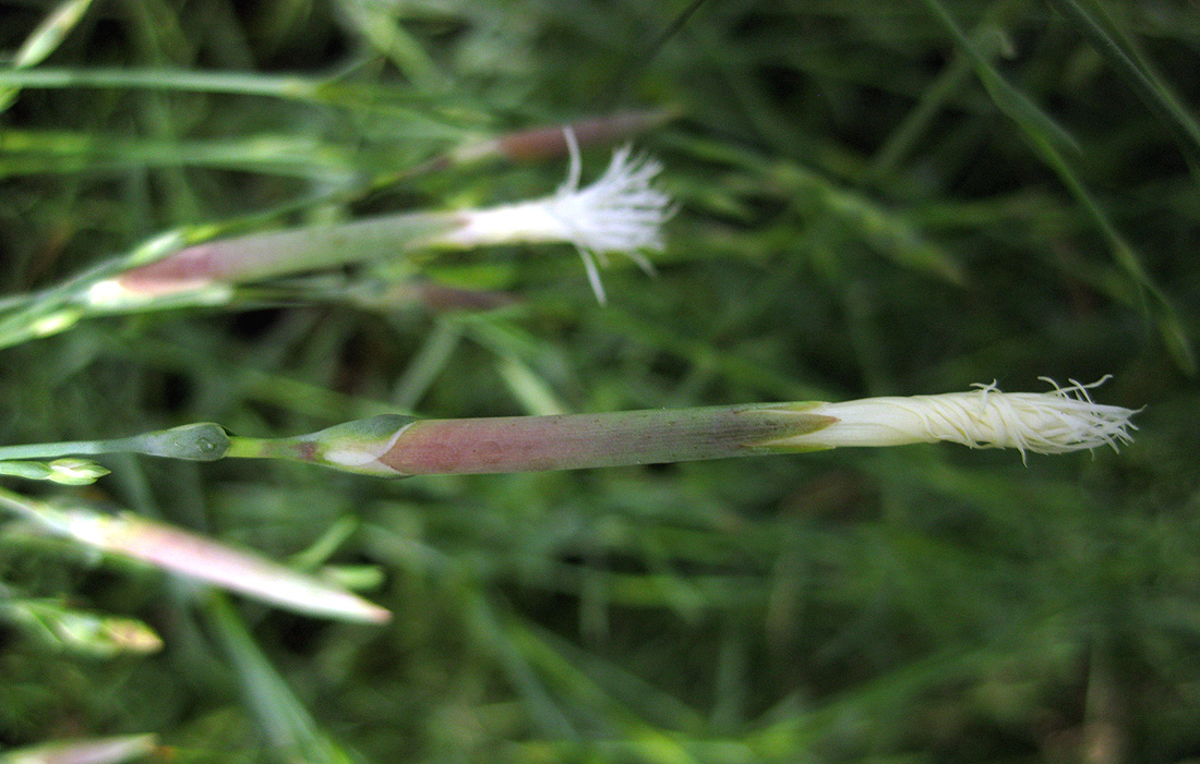 Image of Dianthus pseudosquarrosus specimen.