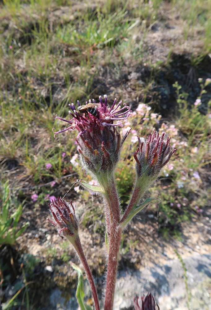 Image of Saussurea schanginiana specimen.