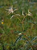 Aconogonon alpinum. Верхушка побега с соцветиями. Алтай, Онгудайский р-н, окр. с. Белый Бом, ≈ 1100 м н.у.м., луг. 11.06.2019.