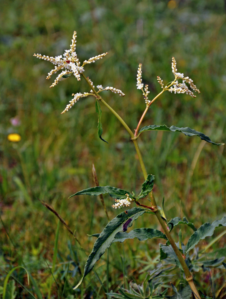 Изображение особи Aconogonon alpinum.