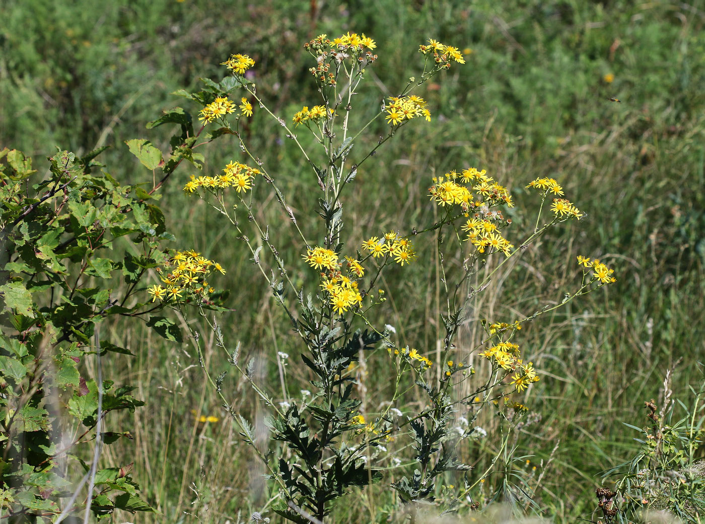 Изображение особи Senecio grandidentatus.