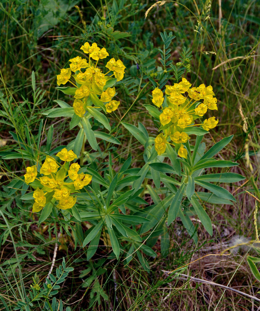 Image of Euphorbia stepposa specimen.