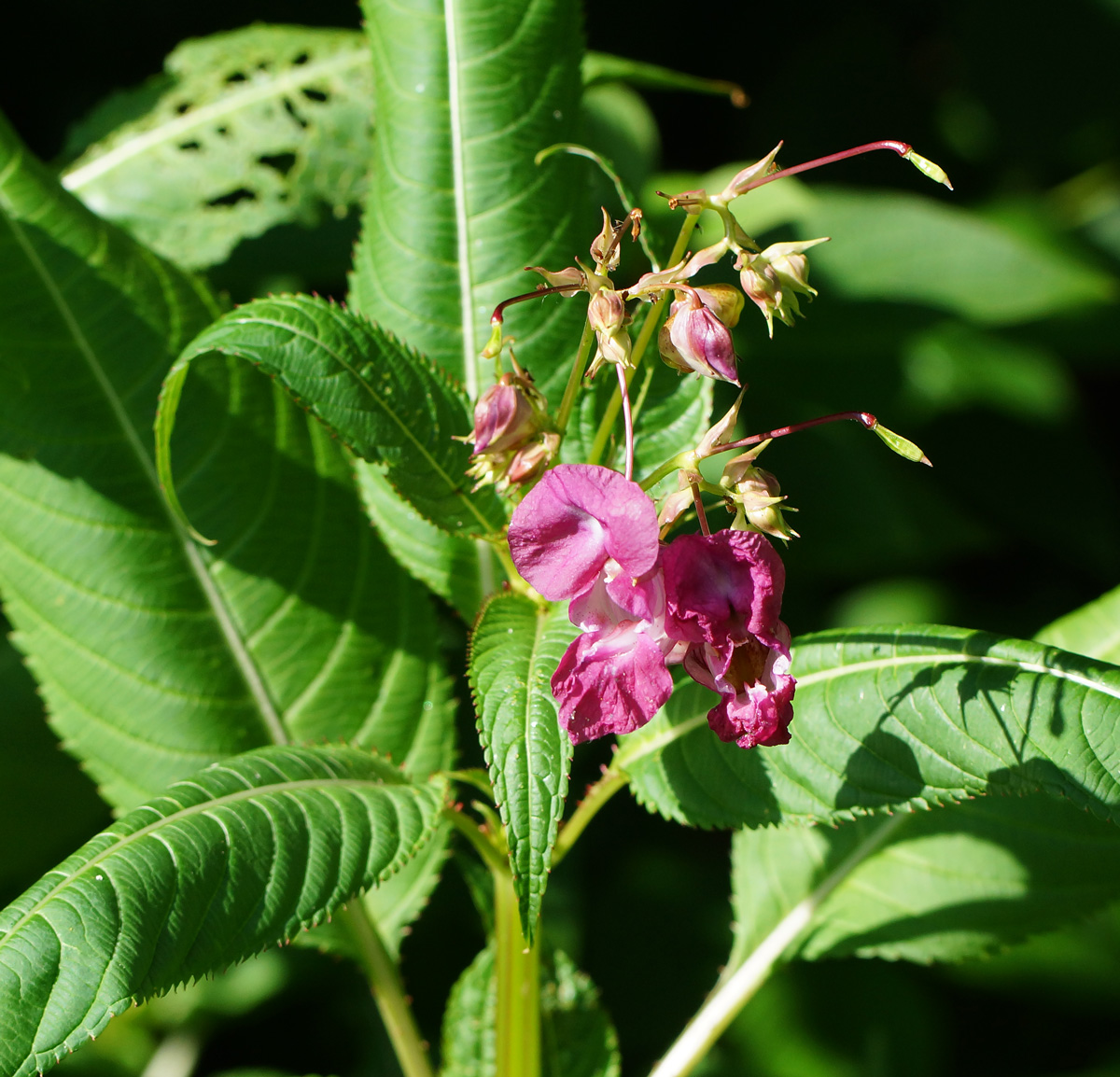 Image of Impatiens glandulifera specimen.