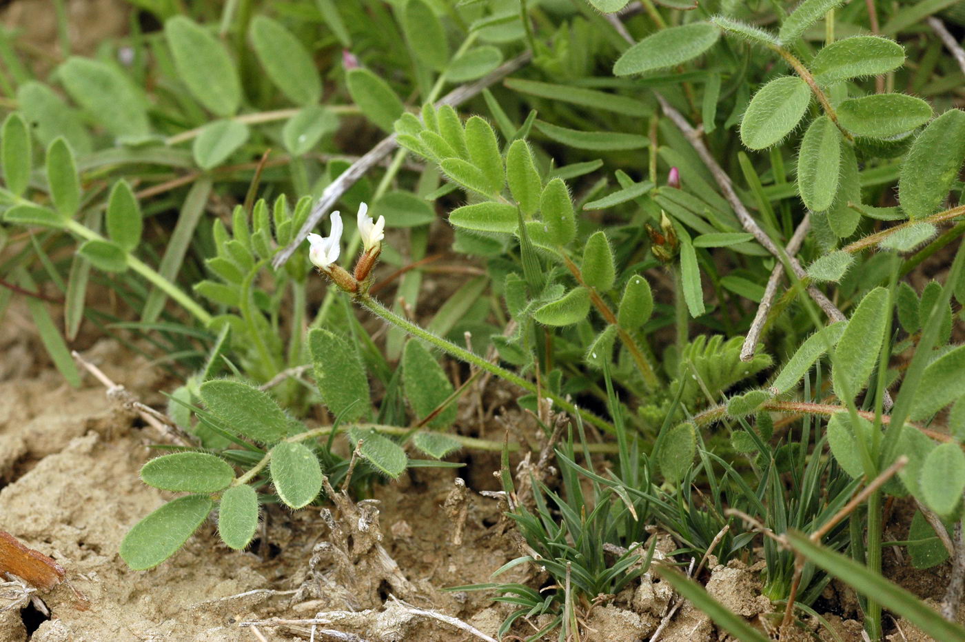 Изображение особи Astragalus commixtus.