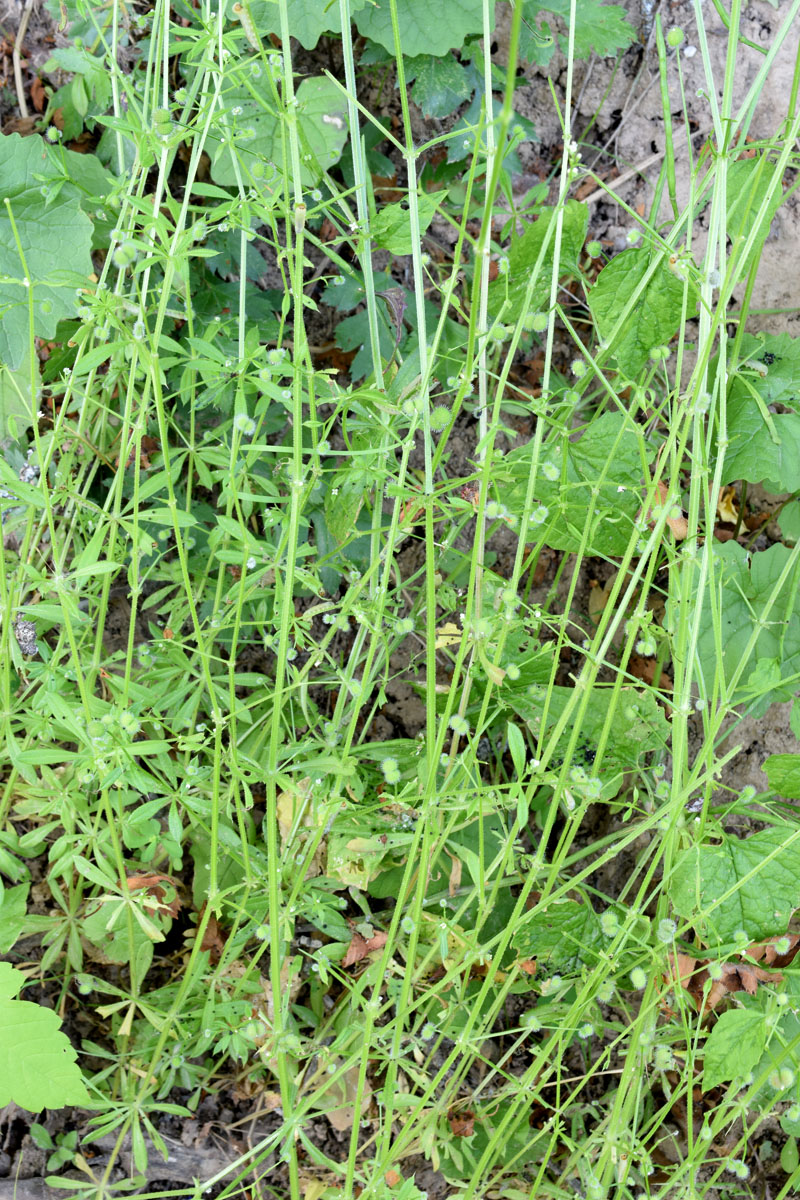 Изображение особи Galium aparine.