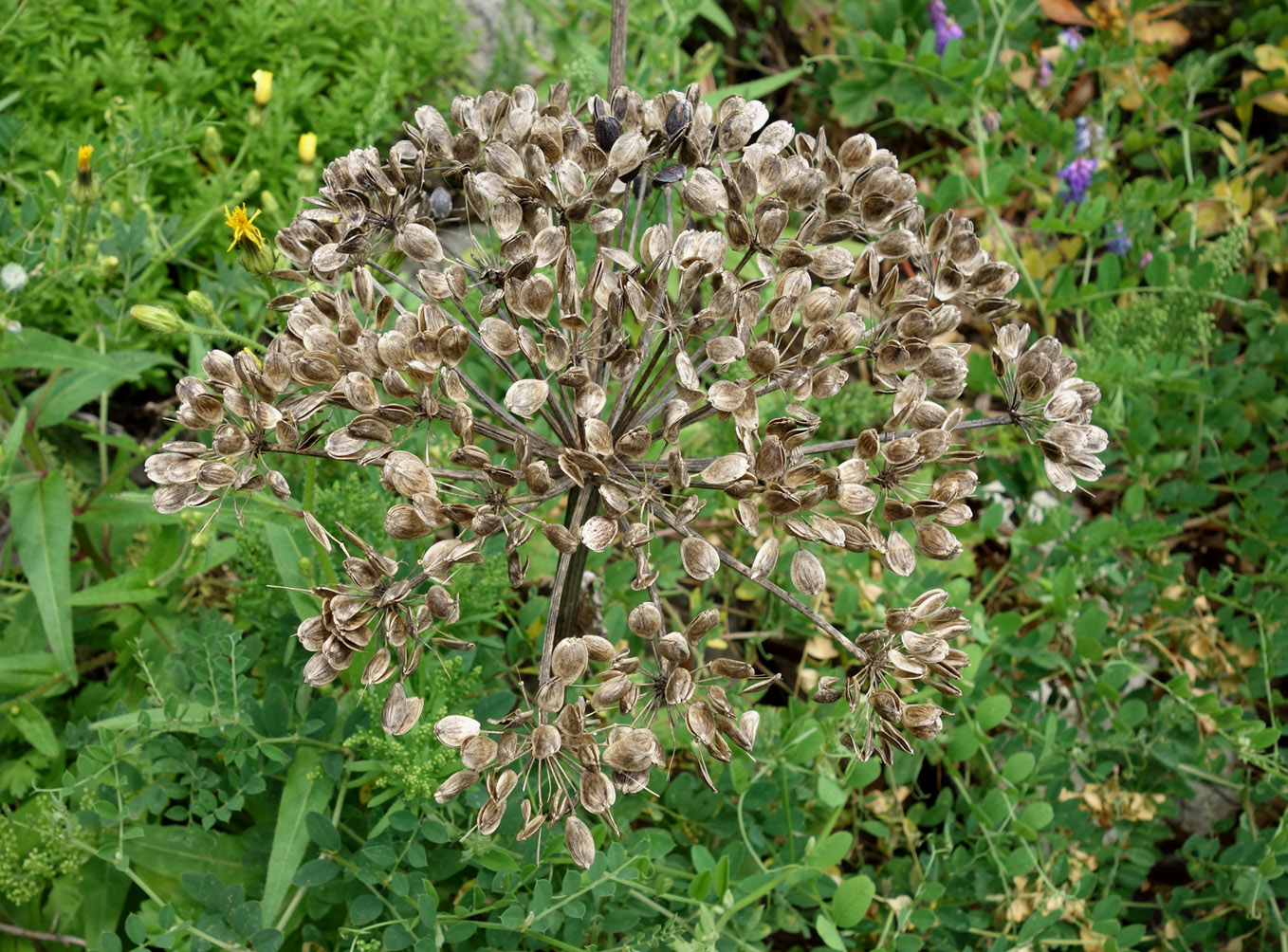 Изображение особи семейство Apiaceae.