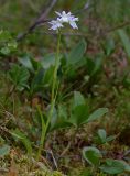 Dactylorhiza fuchsii. Цветущее растение (белая форма). Карелия, Лахденпохский р.-н., окр. пос. Ихала, на заболоченном берегу озера. 21.07.2017.