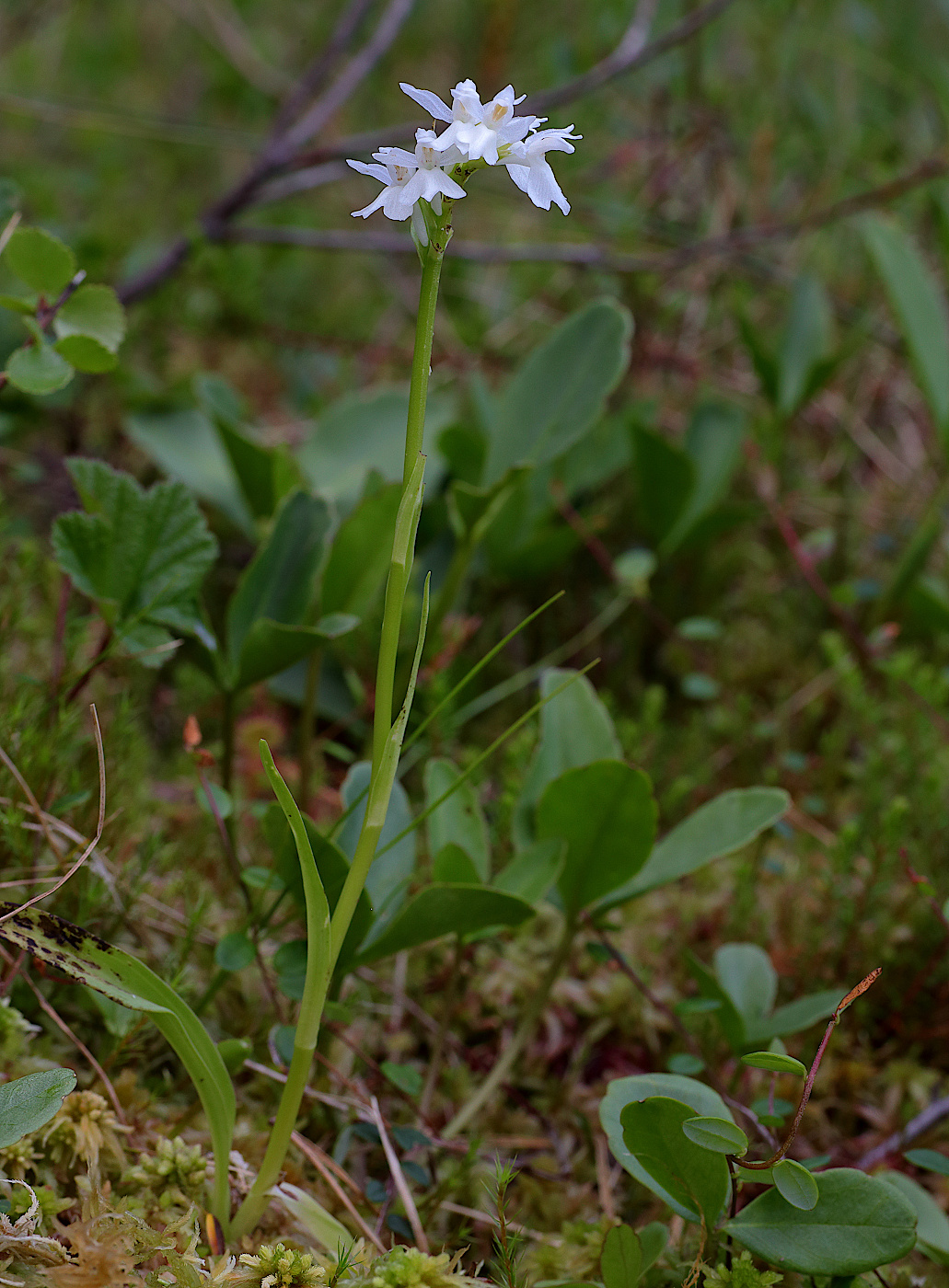 Image of Dactylorhiza fuchsii specimen.