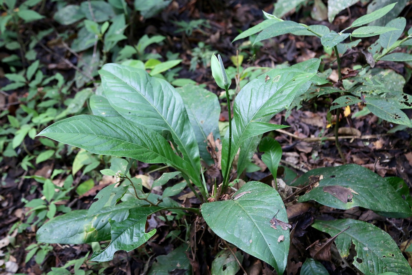 Изображение особи Anthurium oxycarpum.