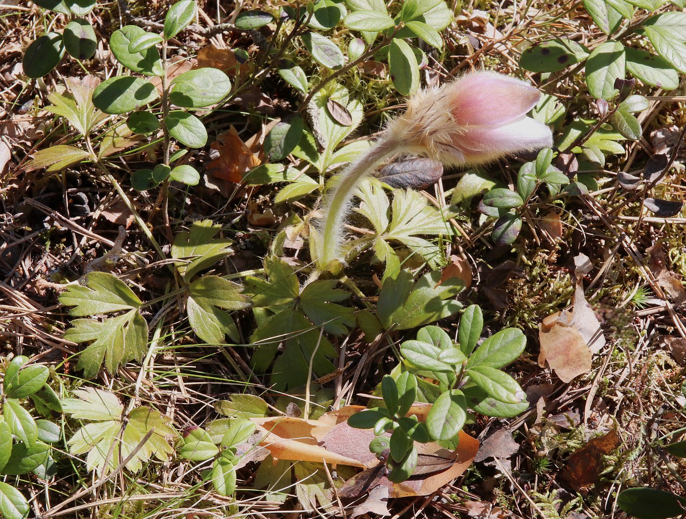 Image of Pulsatilla vernalis specimen.