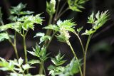 Actaea erythrocarpa