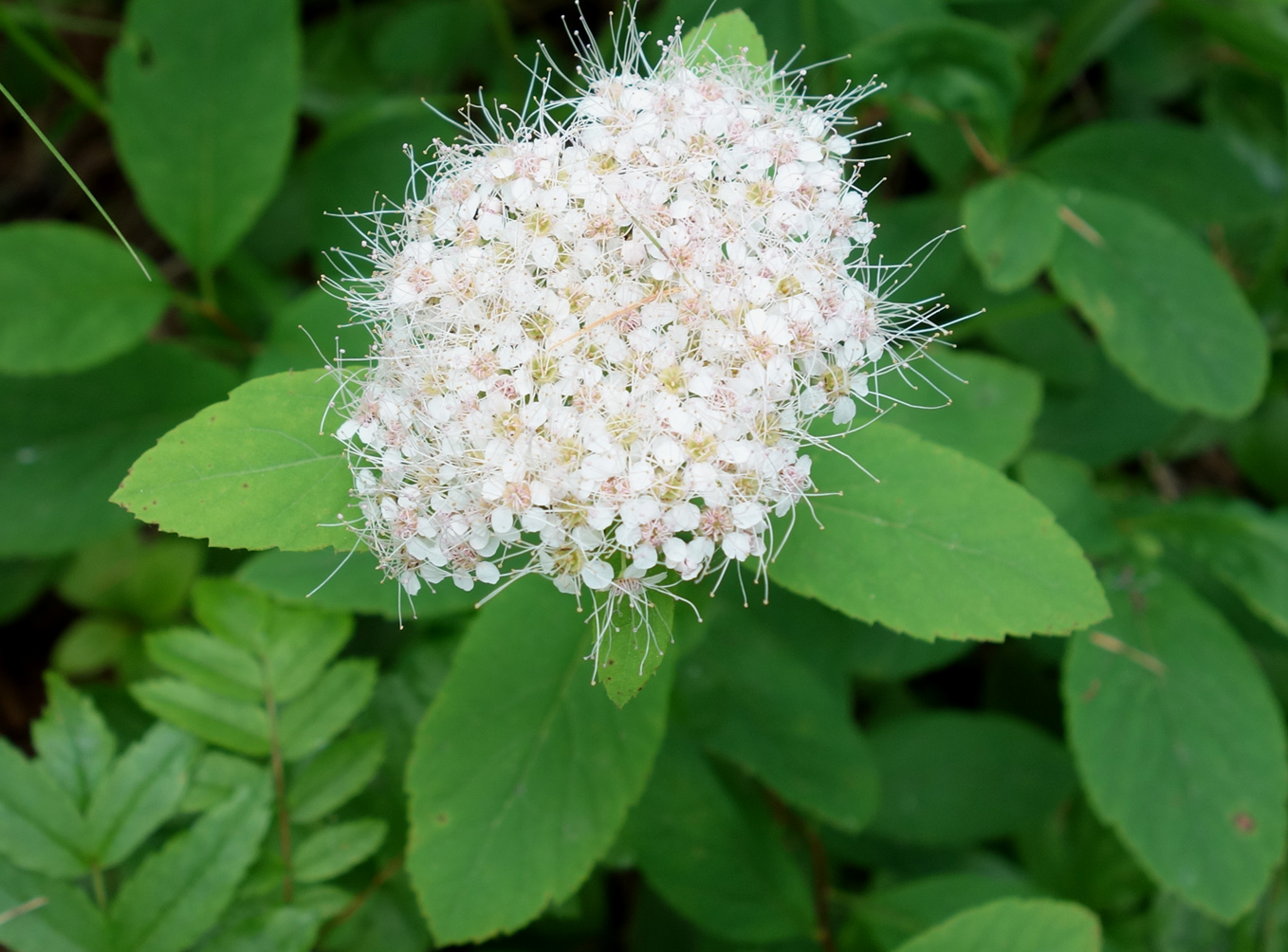 Image of Spiraea beauverdiana specimen.