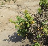 Tetragonia decumbens