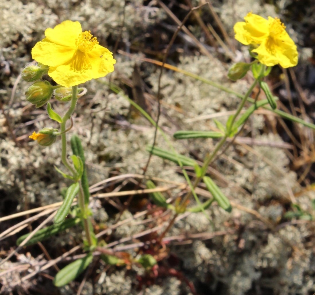 Image of Helianthemum nummularium specimen.