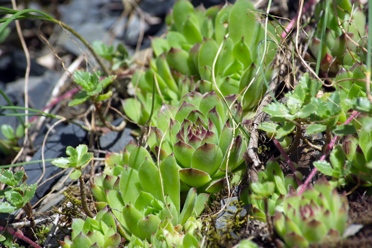 Image of Sempervivum caucasicum specimen.