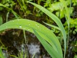 Iris pseudacorus