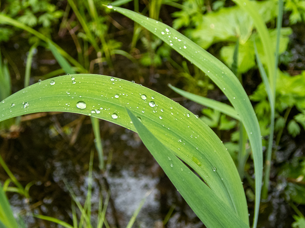 Изображение особи Iris pseudacorus.