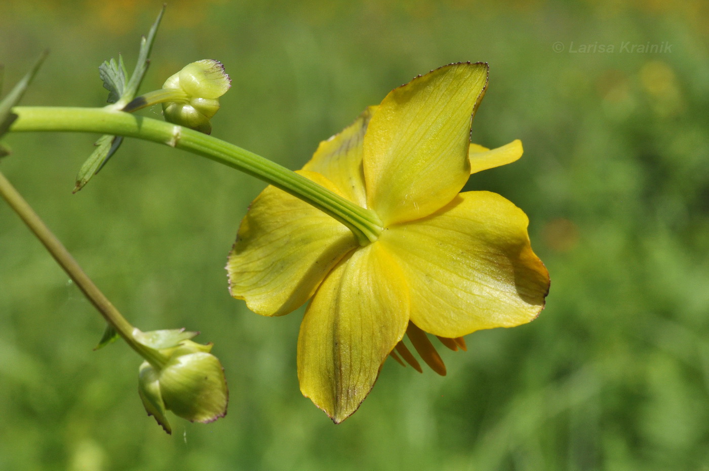 Изображение особи Trollius macropetalus.