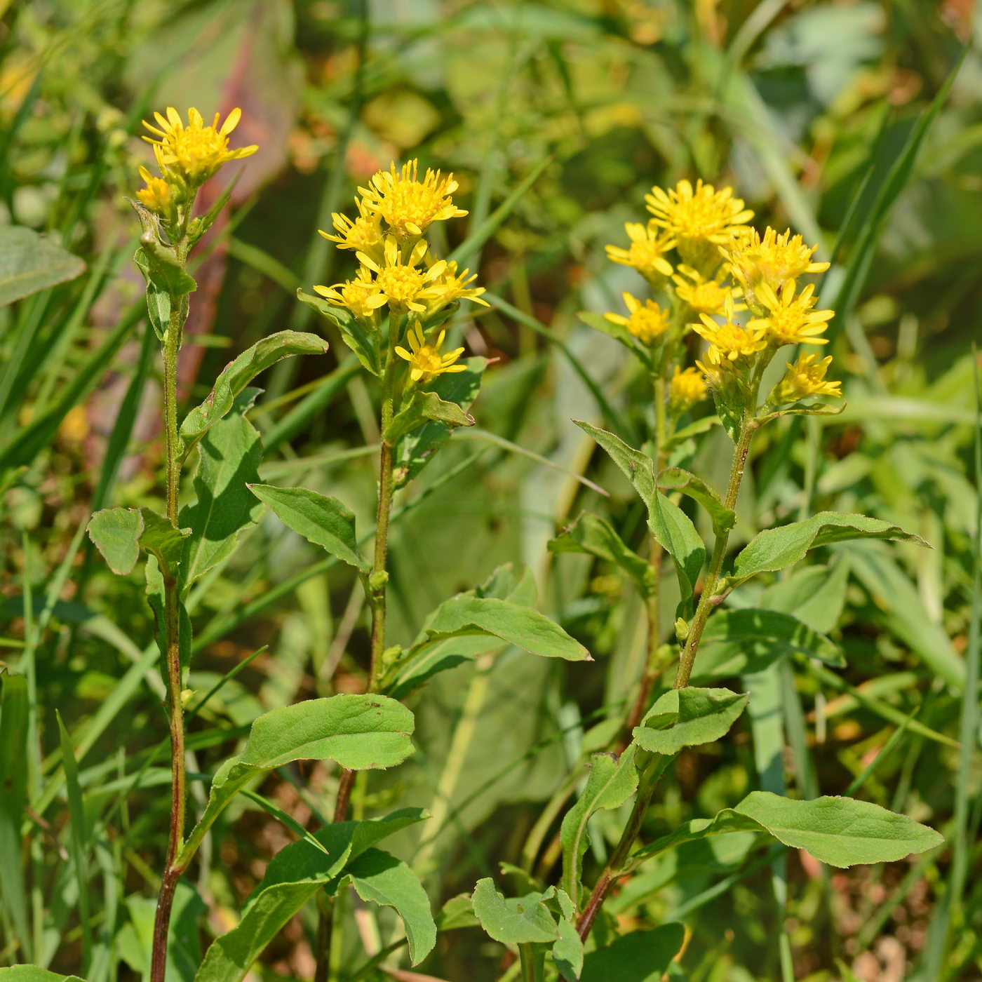 Изображение особи Solidago virgaurea.