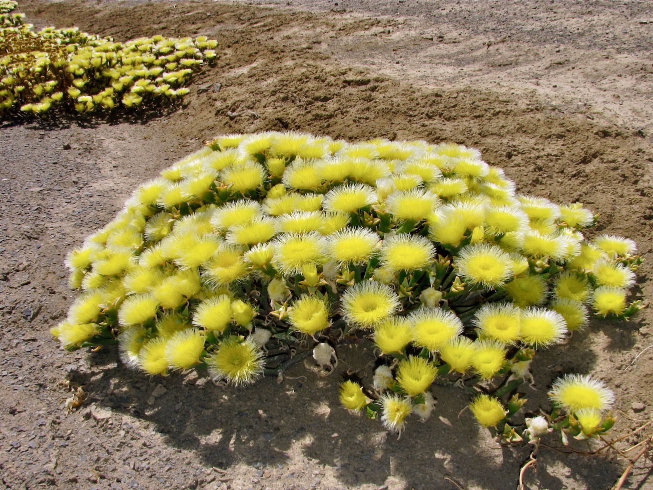 Изображение особи Mesembryanthemum eurystigmatum.