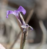 Tillandsia recurvata